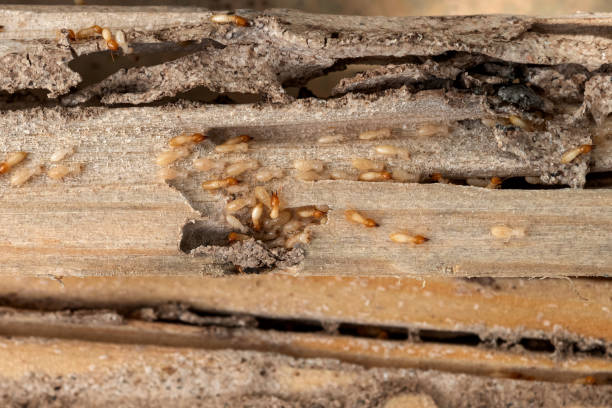Best Local Pest Control Services  in Grissom Af, IN